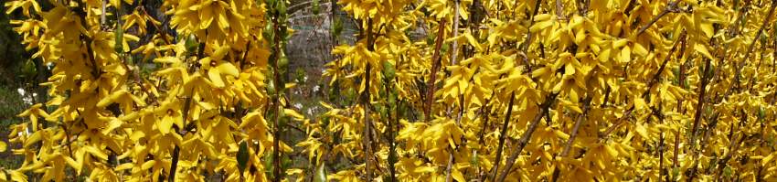 Forsythia banner